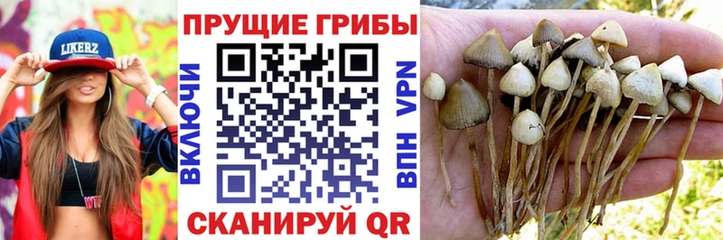 Псилоцибиновые грибы мухоморы  как найти закладки  Приморск 